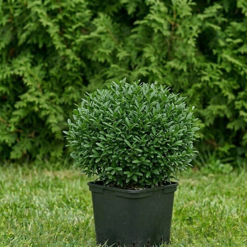 Бирючина обыкновенная Лоденс купить