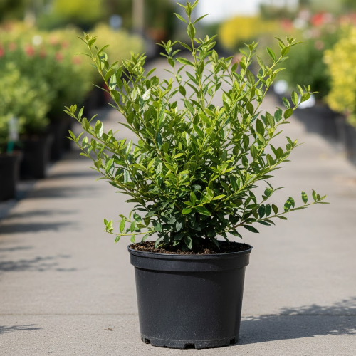 Бирючина обыкновенная  купить