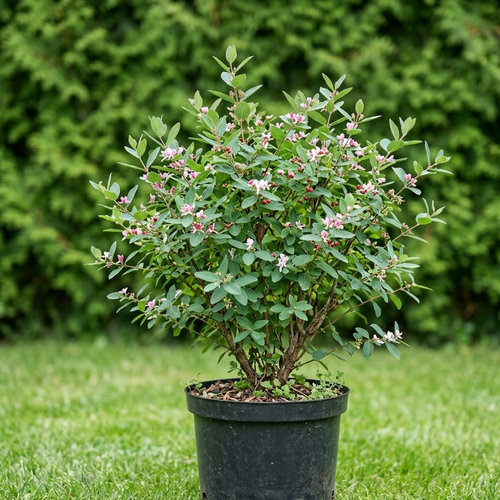 Жимолость татарская купить