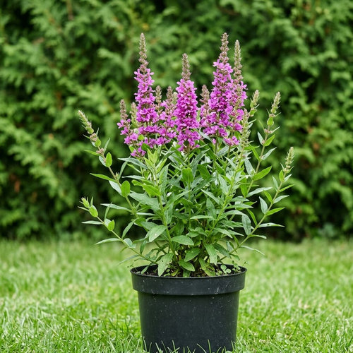 Дербенник иволистный купить