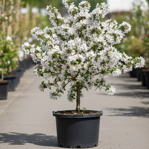 Яблоня декоративная  Голден Эверест купить