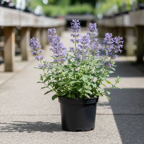 Котовник Фассена купить