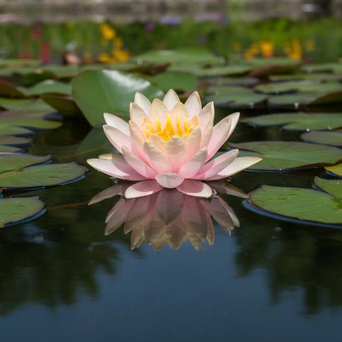 Кувшинка Роуз Нимфа купить