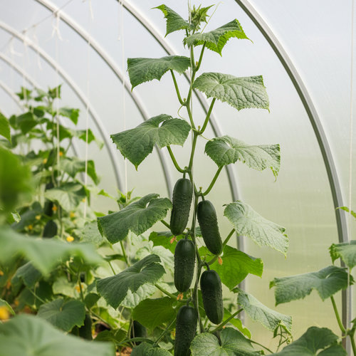 Огурец Алекс купить