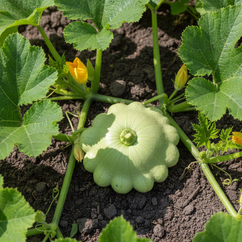 Патиссон в ассортименте купить