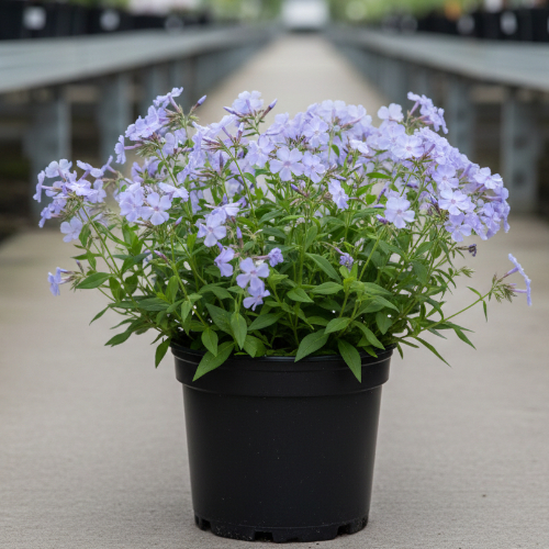 Флокс растопыренный Блю Мун купить