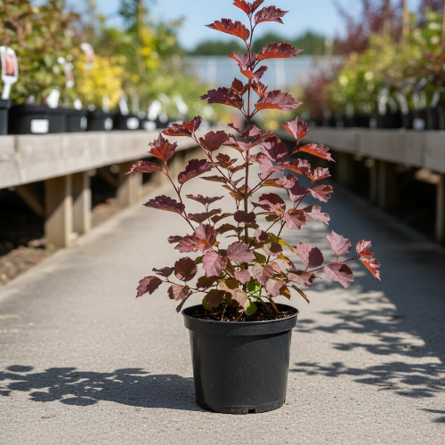 Пузыреплодник калинолистный Ред барон купить