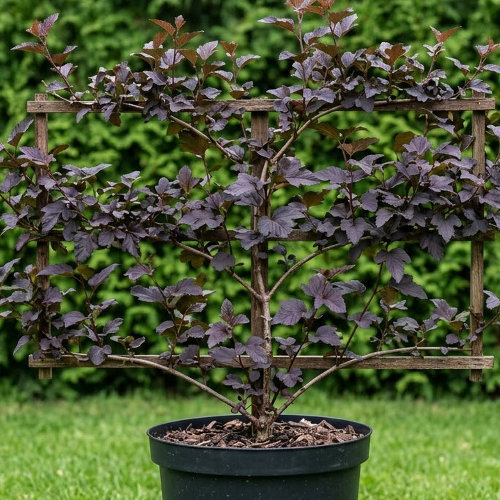 Пузыреплодник калинолистный Диаболо купить