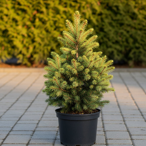 Ель обыкновенная Биколор купить