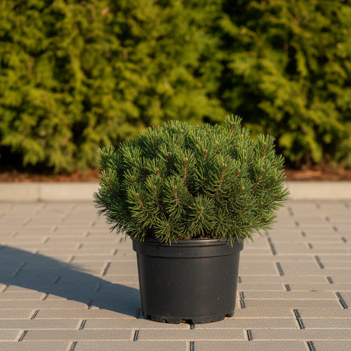 Сосна горная Мопс купить