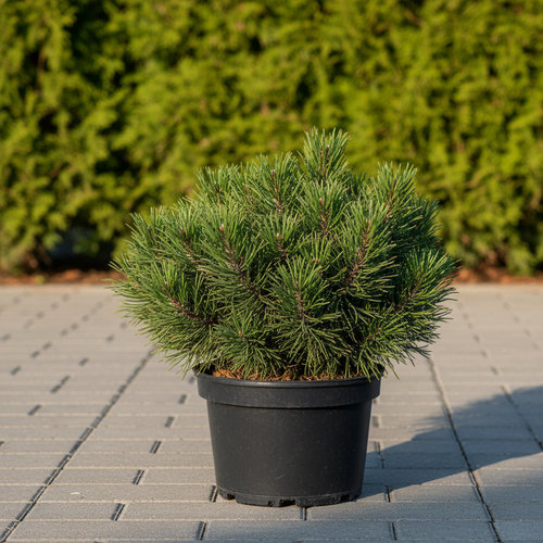 Сосна горная Мумпиц купить