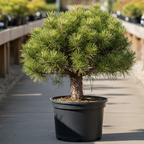 Сосна горная Прундел купить