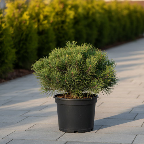 Сосна черная Петра купить