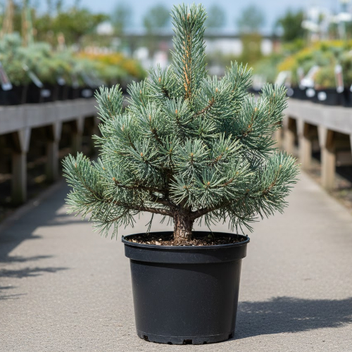 Сосна кедровый стланик Глаука ATV купить