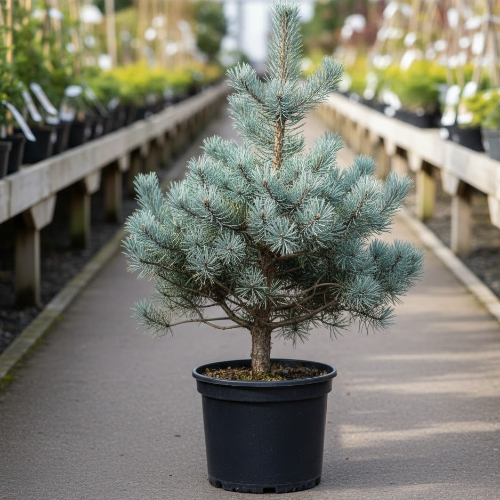 Сосна кедровый стланик Глаука VL купить