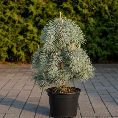 Сосна шверина Витхорст купить