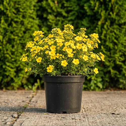 Лапчатка кустарниковая Голдфингэ купить