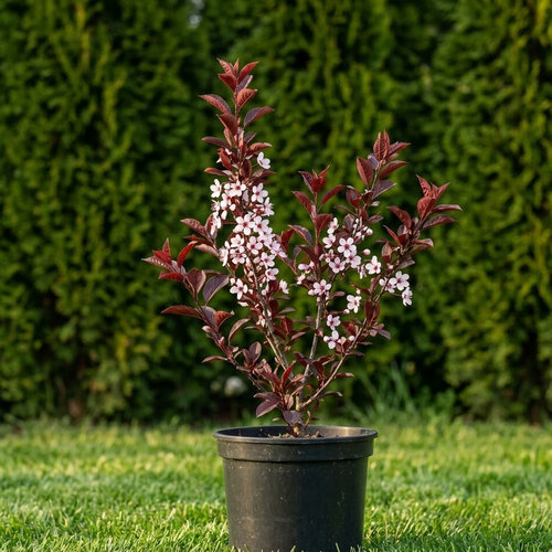 Слива пурпурная  купить