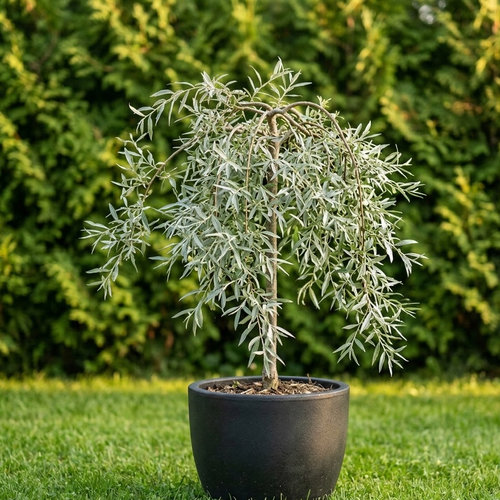 Груша иволистная Пендула купить