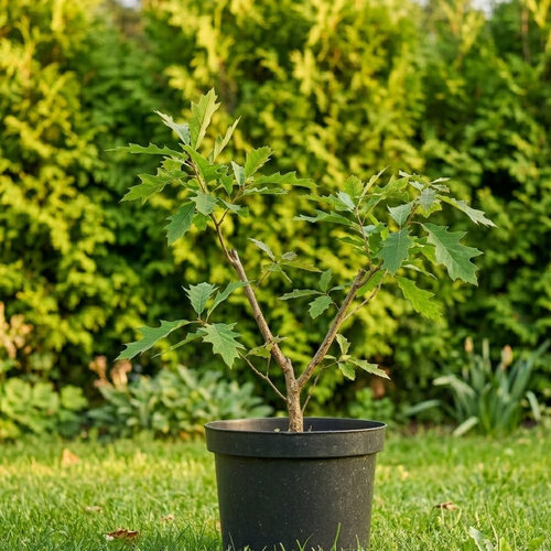 Дуб обыкновенный купить