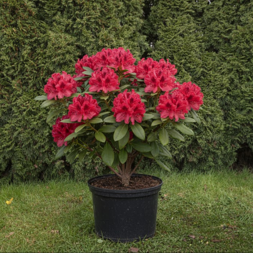 Рододендрон гибридный Rabatz купить