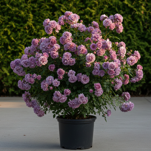 Роза плетистая Вейченблау купить