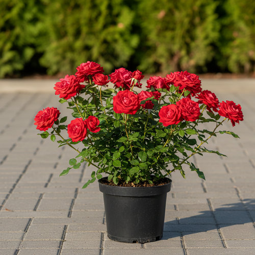 Роза Флорибунда Скарлет Боника купить