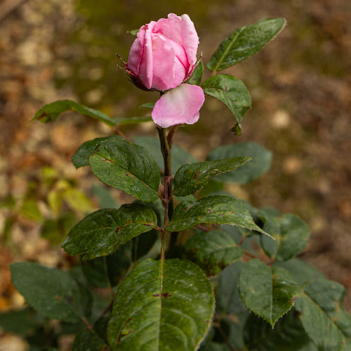 Роза чайно-гибридная Джита Ренесанс купить
