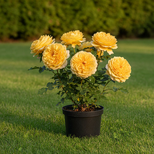 Роза чайно-гибридная Тулуз Лотрек купить