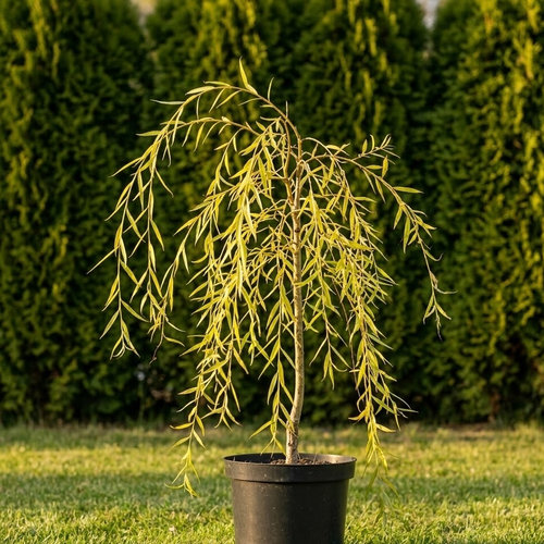 Ива белая Тристис купить