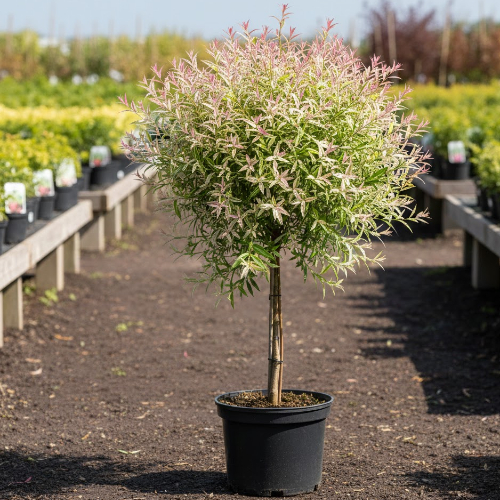 Ива цельнолистная Хакуро Нишики купить