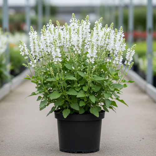 Шалфей дубравный (сальвия) Шнеехугель купить