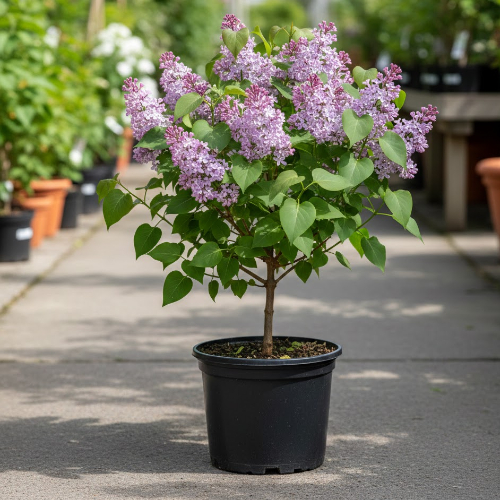 Сирень Изобилие купить