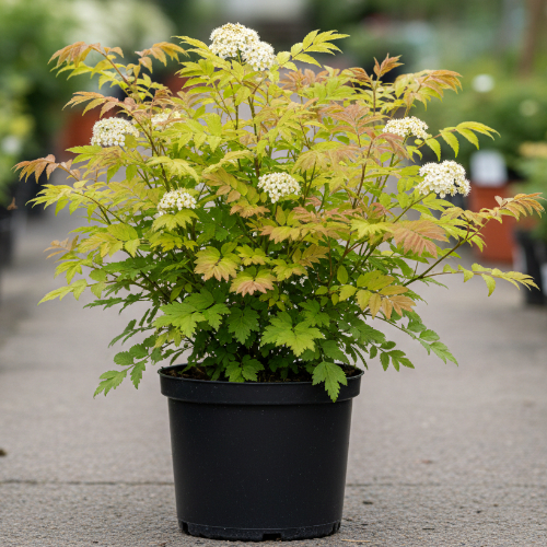 Рябинник рябинолистный Сэм купить