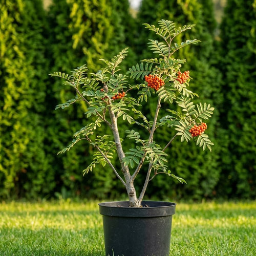 Рябина обыкновенная Эдулис купить