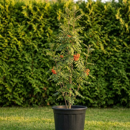 Рябина обыкновенная Фастигиата купить