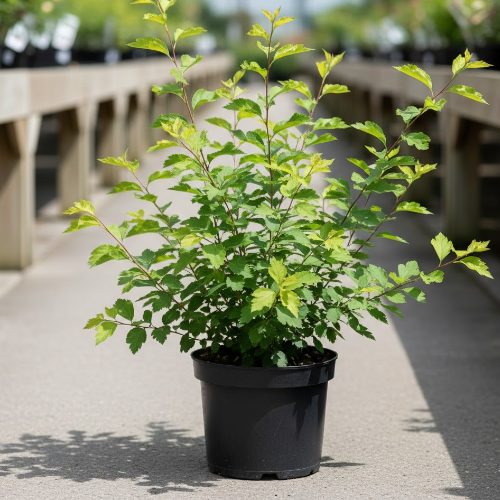 Спирея бумальда Антони Ватерер купить