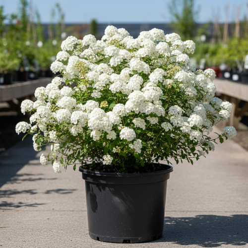 Спирея ниппонская Сноумаунд купить