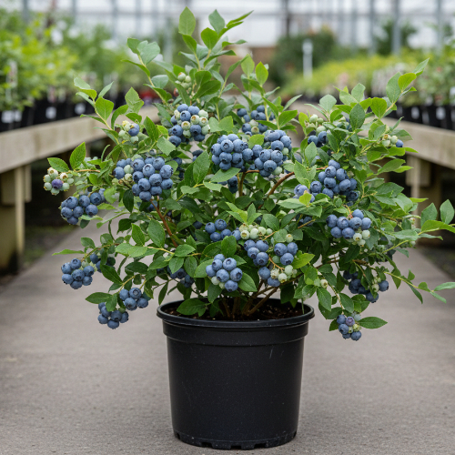 Голубика высокорослая Блюголд купить