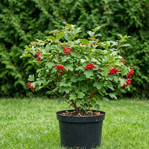 Калина обыкновенная Парк Хавест купить