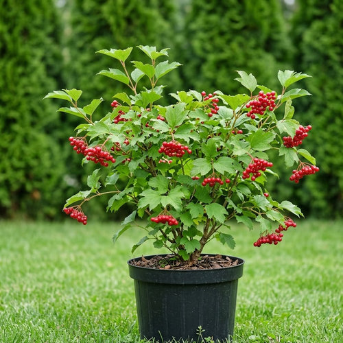 Калина обыкновенная Розеум купить