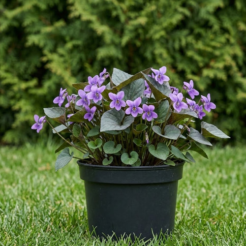 Виола лабрадорская  купить