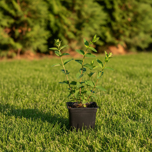 Зверобой в ассортименте купить